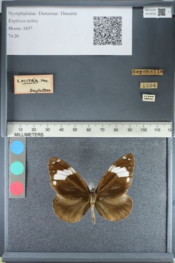 Media type: image;   Entomology 159732